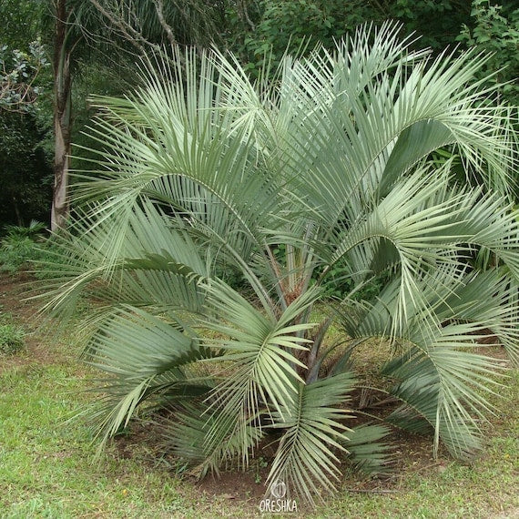 Butia capitata - buzia (Square vase 9x9x20 cm)