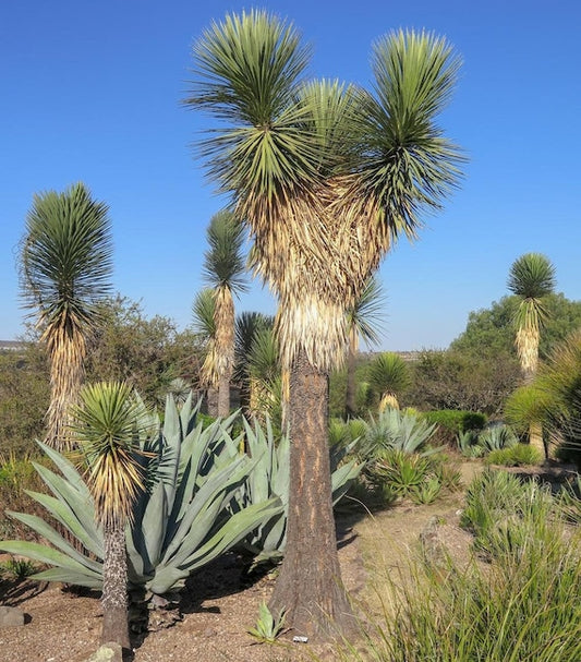 Yucca filifera - Yucca Filifera (Vaso 24 cm)