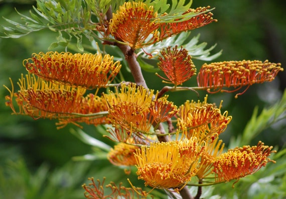 Grevillea robusta - grevillea arborea (Alveolo forestale)