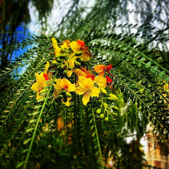 Parkinsonia aculeata - spina di Gerusalemme (Alveolo forestale)