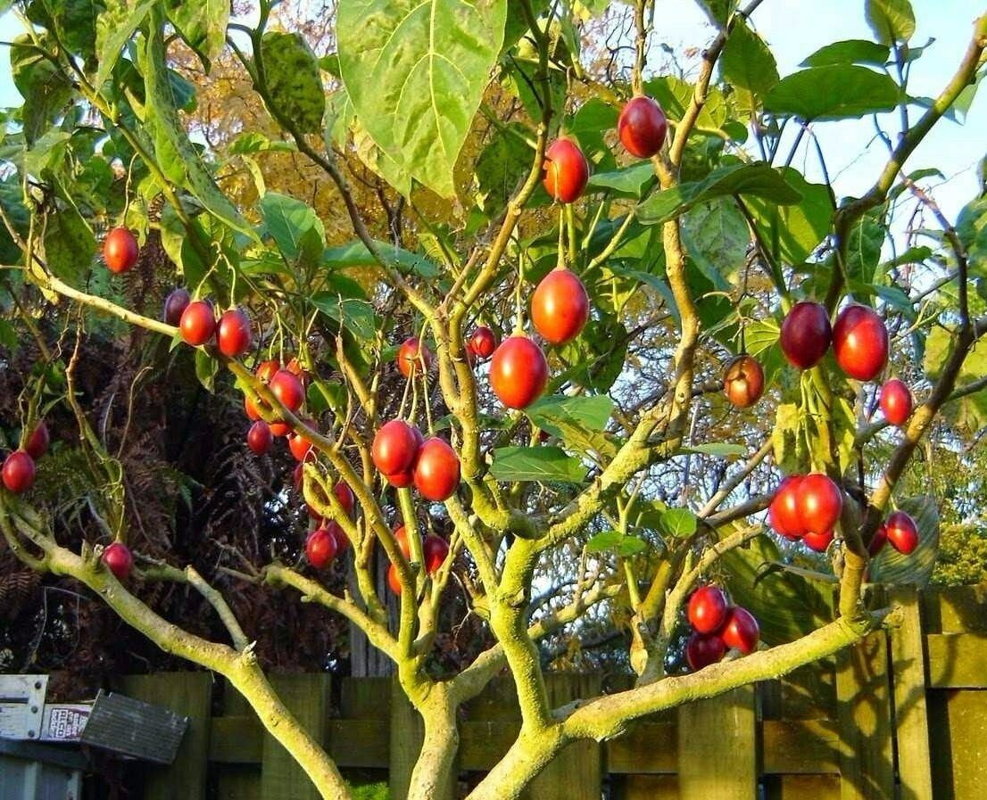 Cyphomandra (syn. Solanum) betacea - Tamarillo, Tomato tree - Seeds 0.1gr