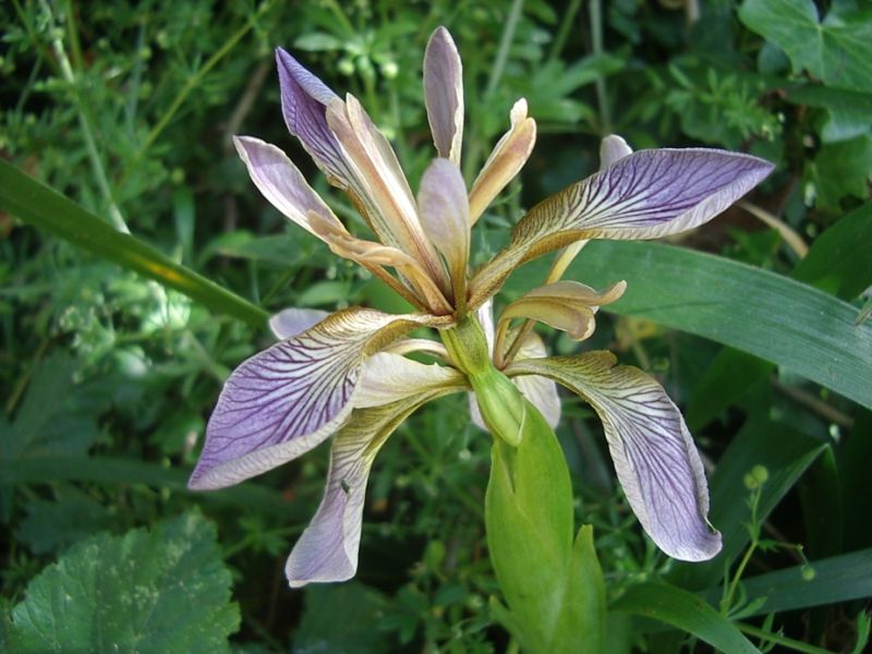 Iris foetidissima - iris scaccia talpe (2 rizomi)