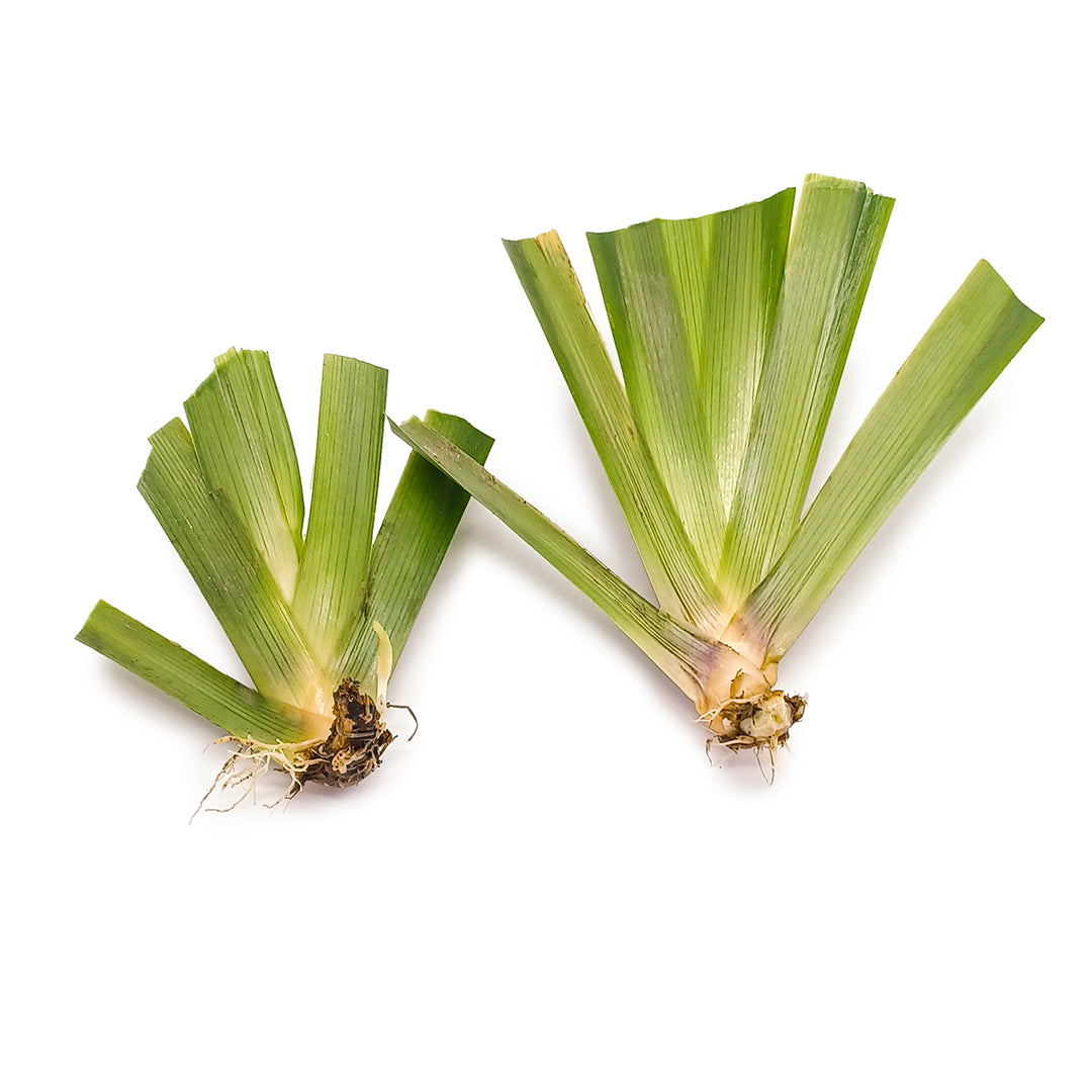 Iris japonica - iris del Giappone (2 rizomi)