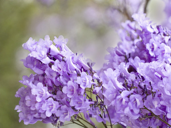 Jacaranda mimosifolia - jacaranda viola (Alveolo forestale)