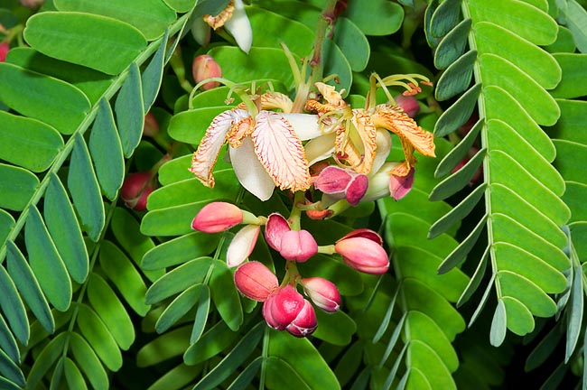 Tamarindus indica - tamarindo - 10 Semi