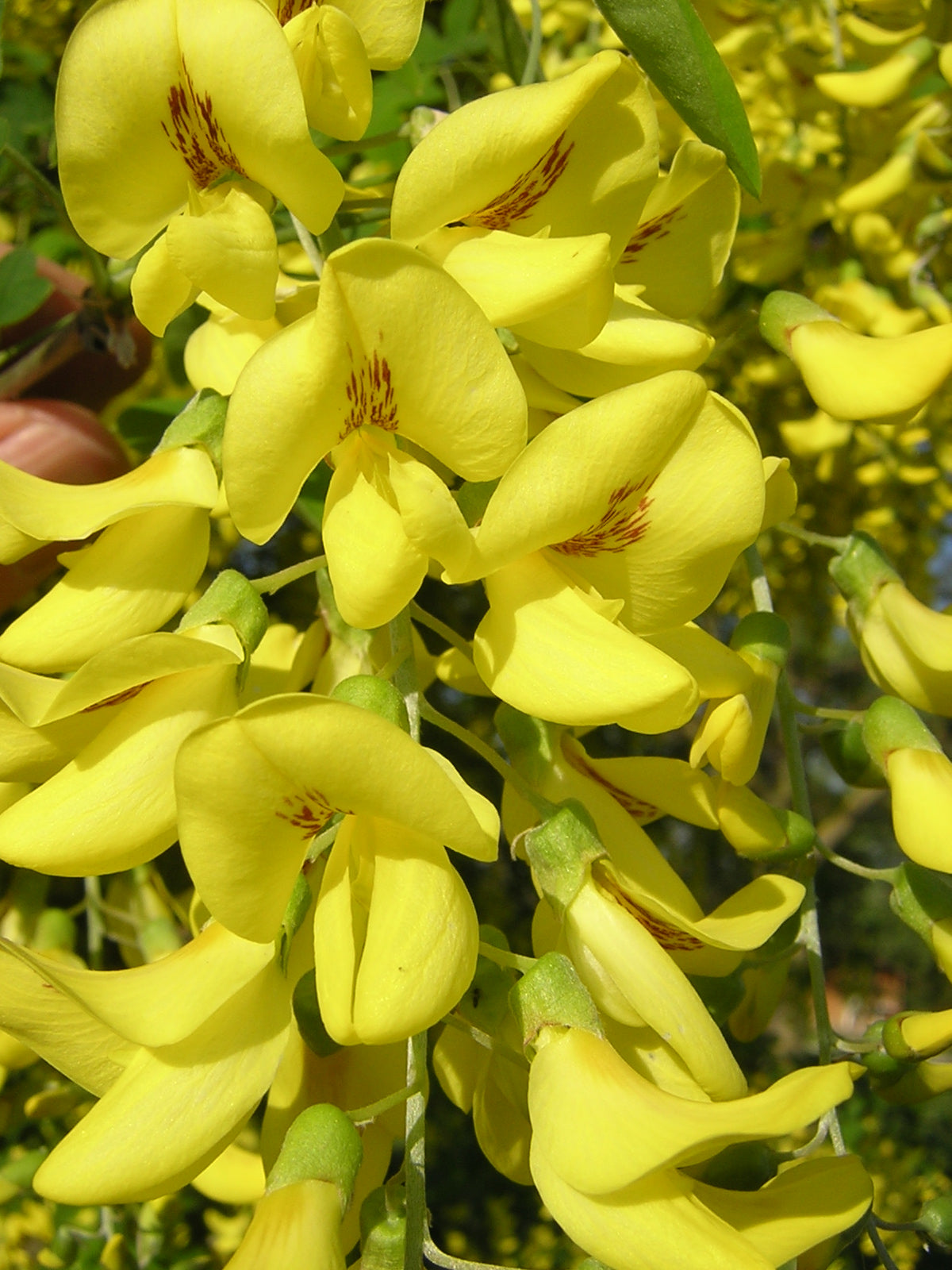 Laburnum anagyroides - maggiociondolo (Alveolo forestale)