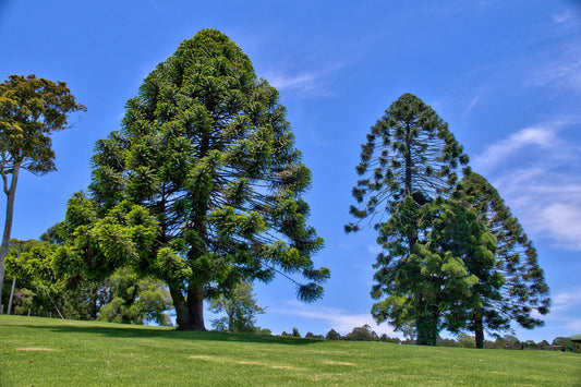 Araucaria bidwillii - Bunya pine (2 semi)