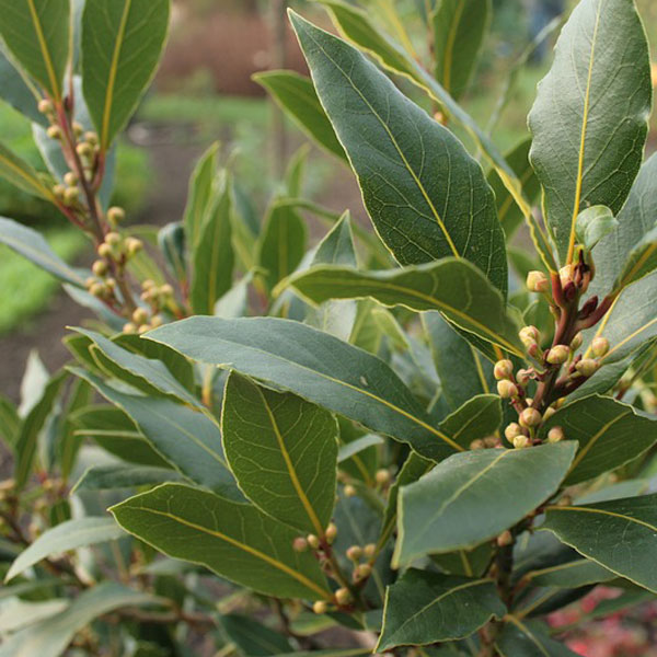 40x Alloro - Laurus nobilis (40 alveoli forestali)