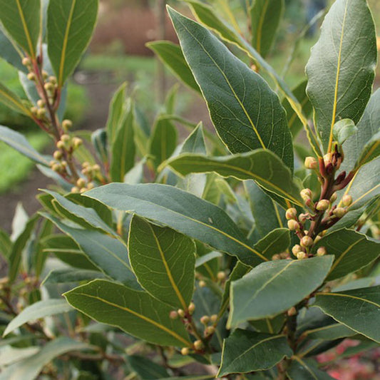 Laurus nobilis - laurel (forest honeycomb)