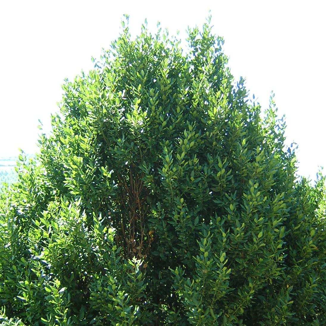Laurus nobilis - alloro (Alveolo forestale)