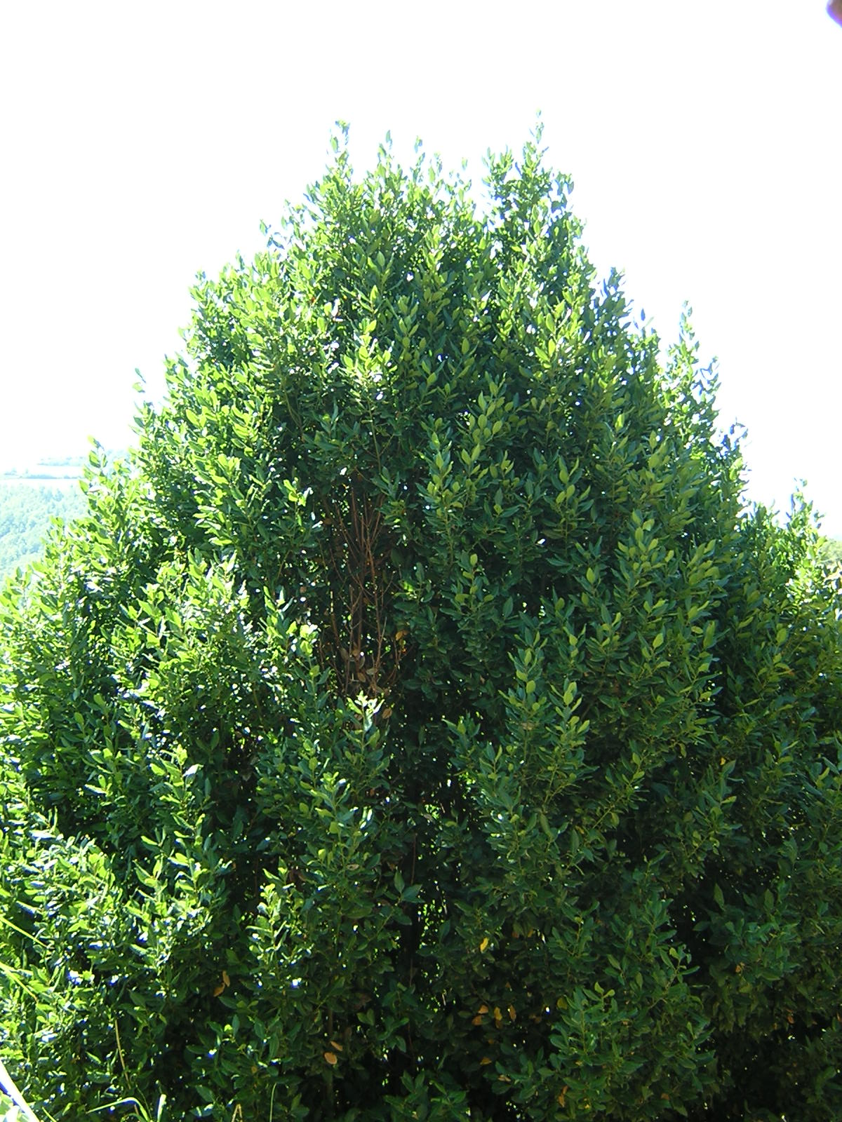 40x Alloro - Laurus nobilis (40 alveoli forestali)