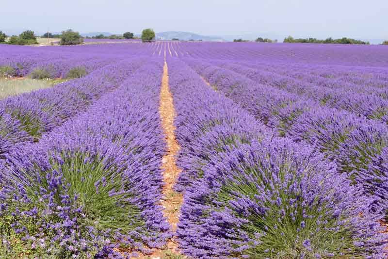 40x Lavandula angustifolia - lavanda vera (40 Alveoli forestali)