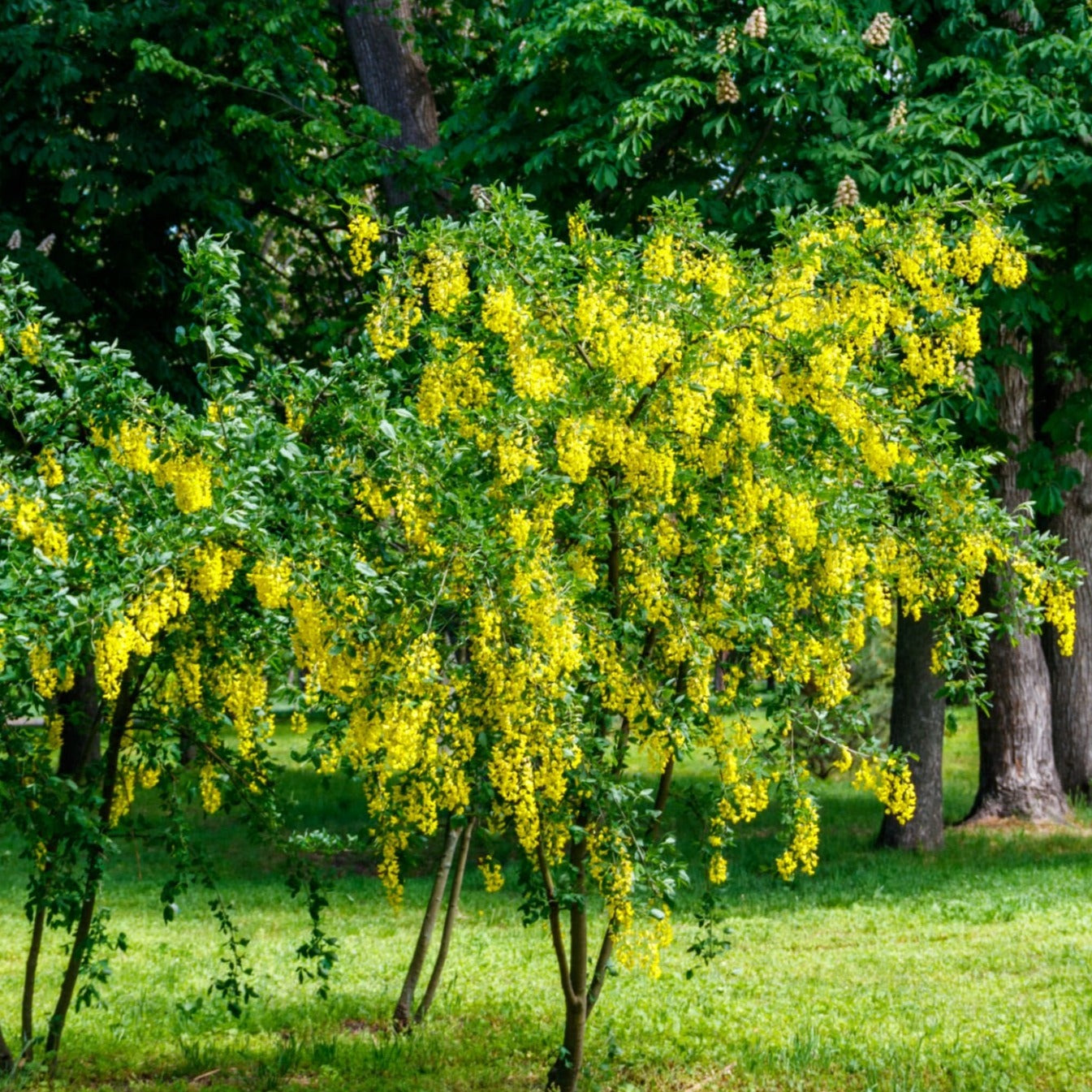 Caragana arborescens - ginestra asiatica (Vaso quadro 9x9x20 cm)