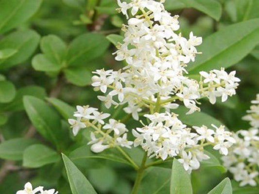 Ligustrum japonicum - ligustro giapponese (Alveolo forestale)