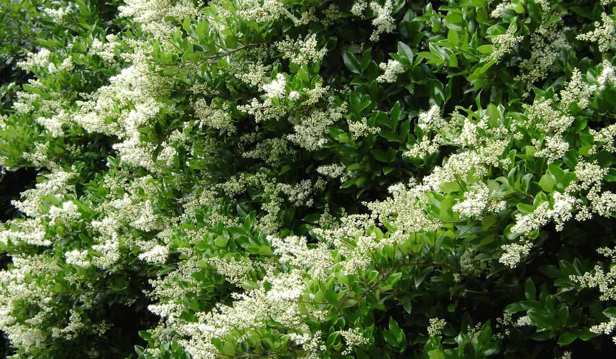 Ligustrum japonicum - ligustro giapponese (Alveolo forestale)