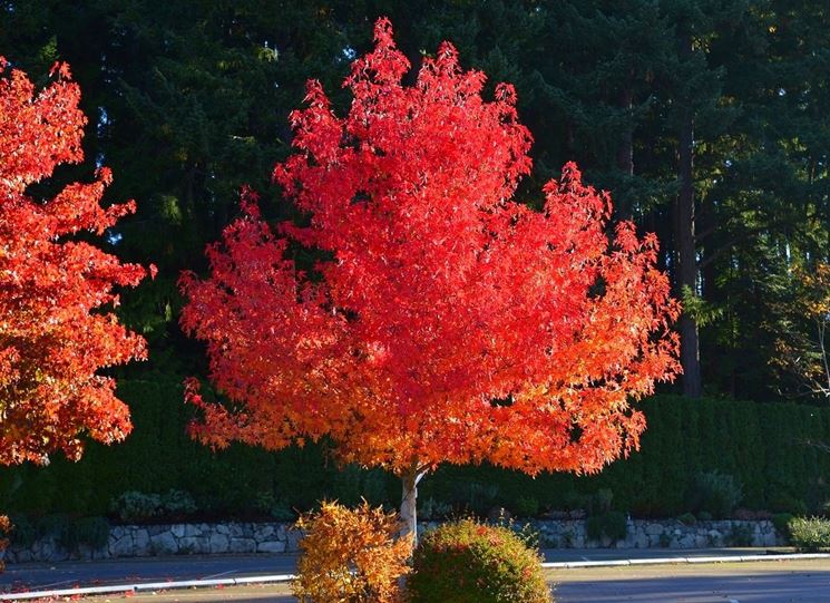 Liquidambar styraciflua - storace americano (Alveolo forestale)