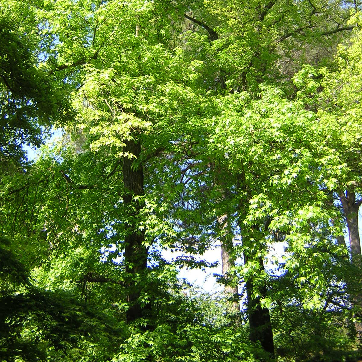 Liquidambar styraciflua VivaiMDB alberi