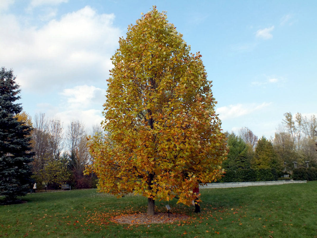 Liriodendron tulipifera - albero dei tulipani (Alveolo forestale)