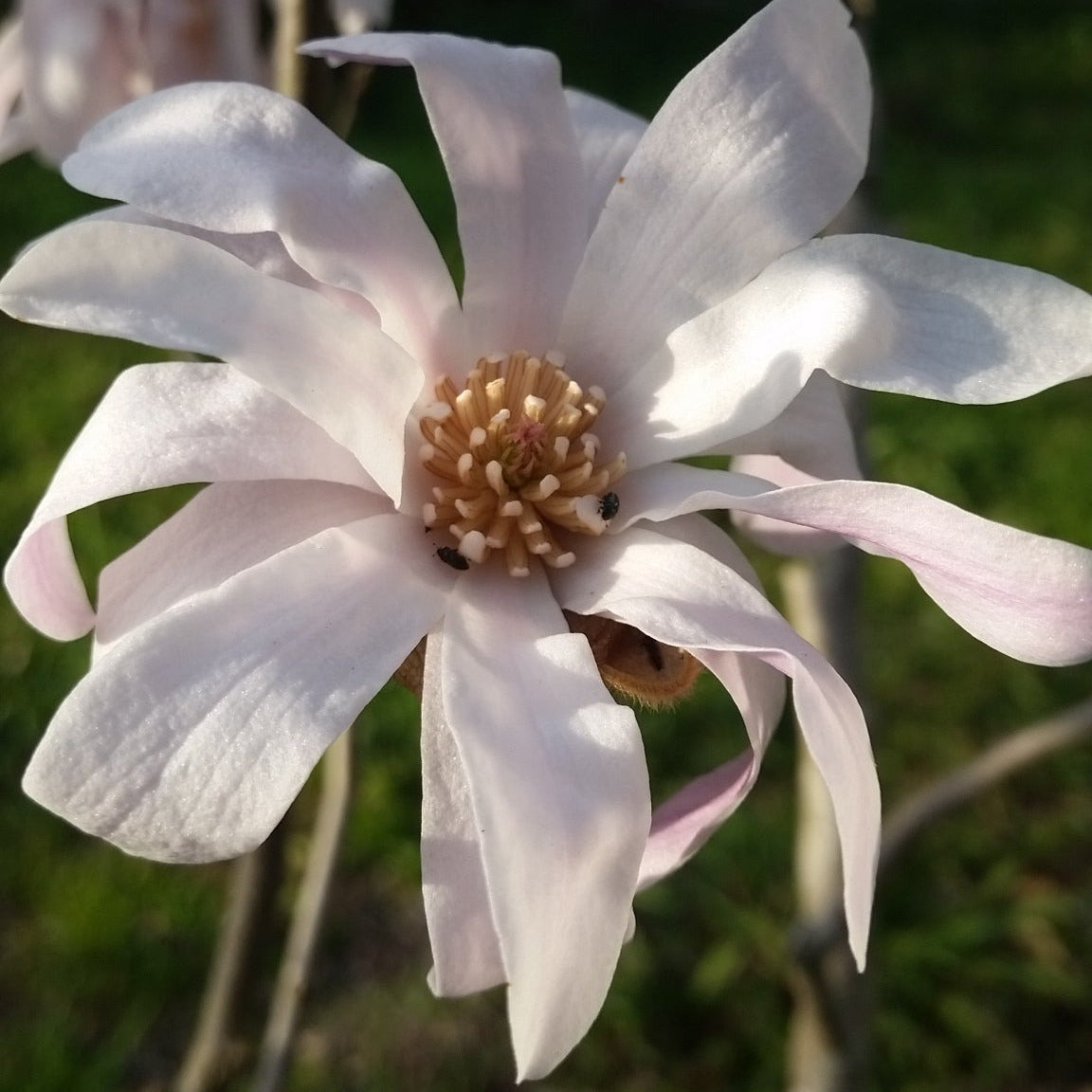 Magnolia kobus - magnolia giapponese (Vaso quadro 9x9x20 cm)