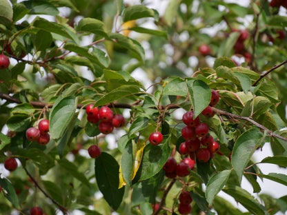 Malus hupehensis - melo cinese (Alveolo forestale)