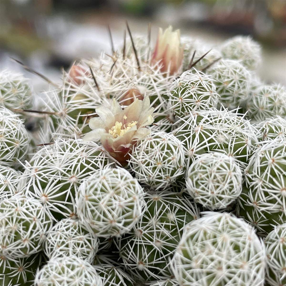 Mammillaria gracilis - mammillaria (Alveolino)