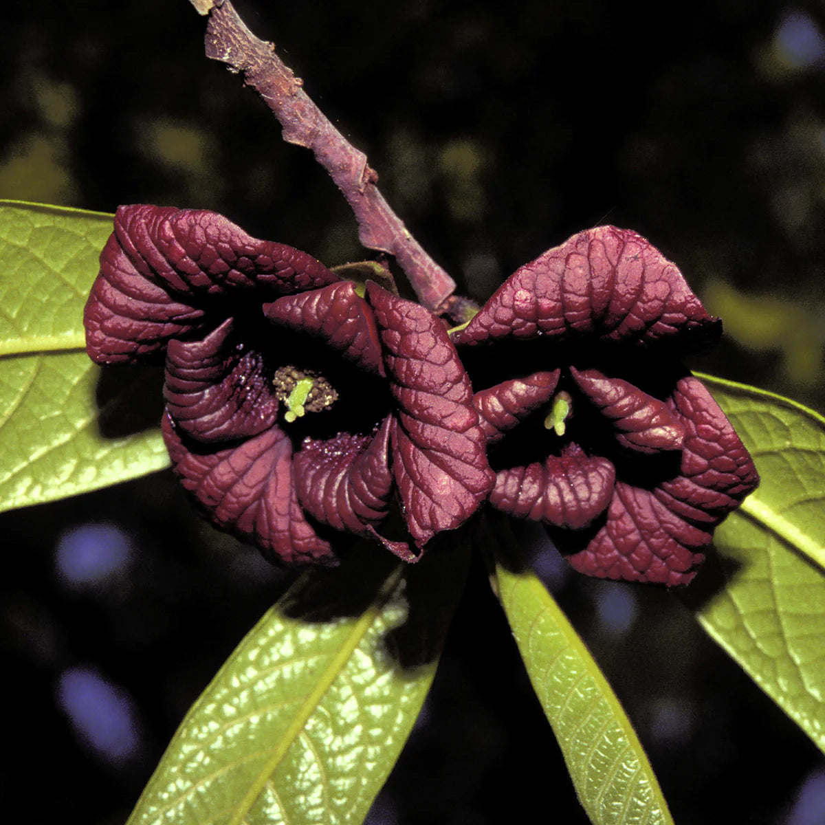 Asimina triloba - Northern banana (Square pot 9x9x20 cm)