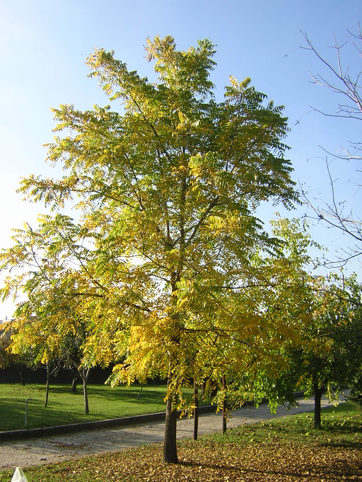 Juglans nigra - noce nero (Vaso quadro 9x9x20 cm)
