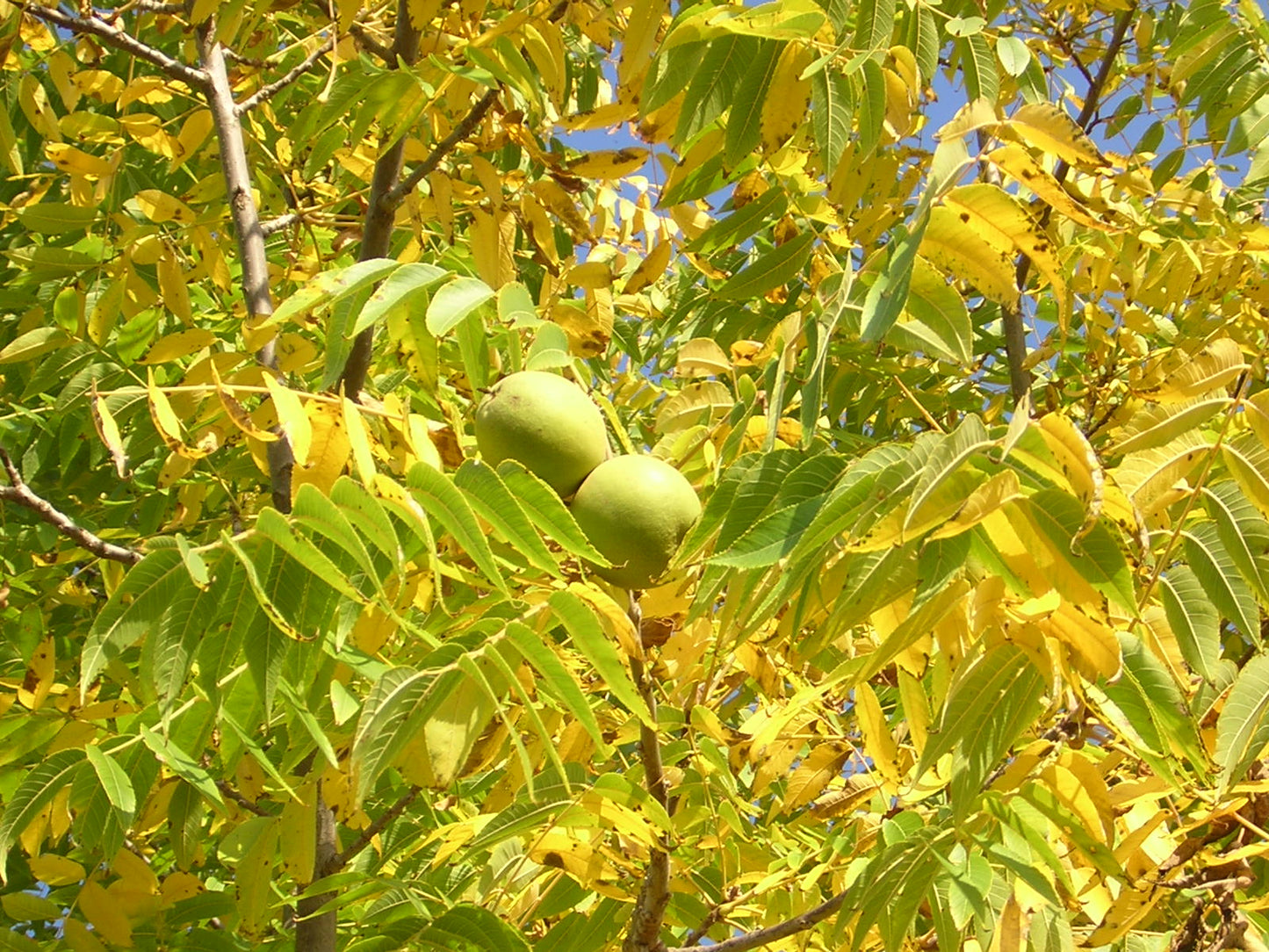 Juglans nigra - noce nero (Vaso quadro 9x9x20 cm)