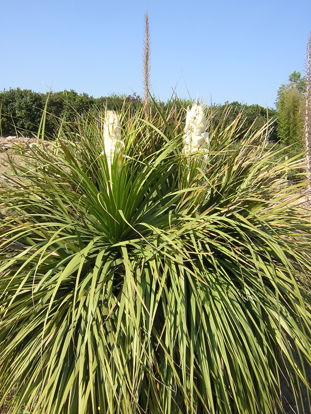 Nolina (sin. Beaucarnea) longifolia - pianta mangiafumo (Vaso quadro 7x7x10 cm)
