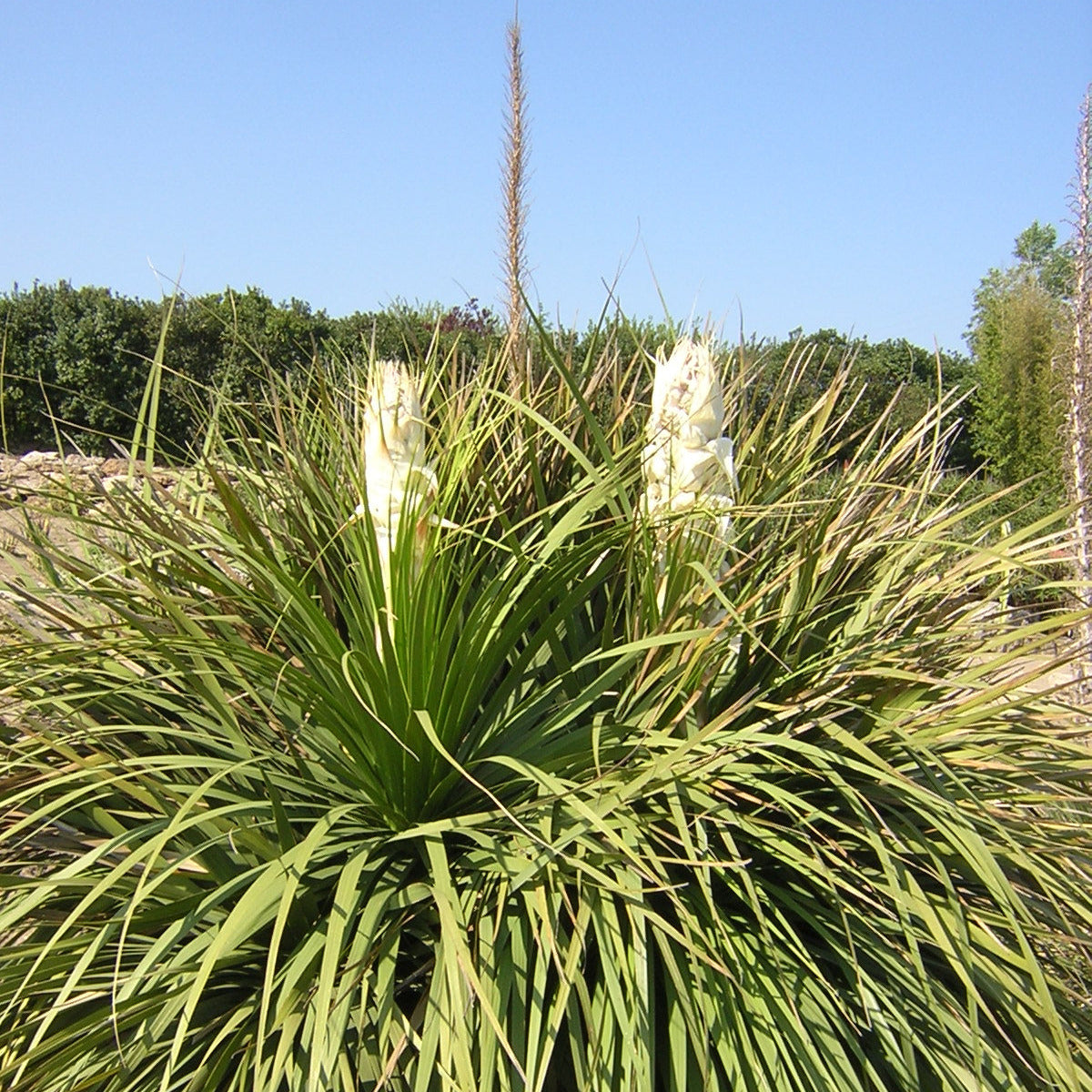Nolina (syn. Beaucarnea) longifolia - smoke-eating plant (Square vase 7x7x10 cm)