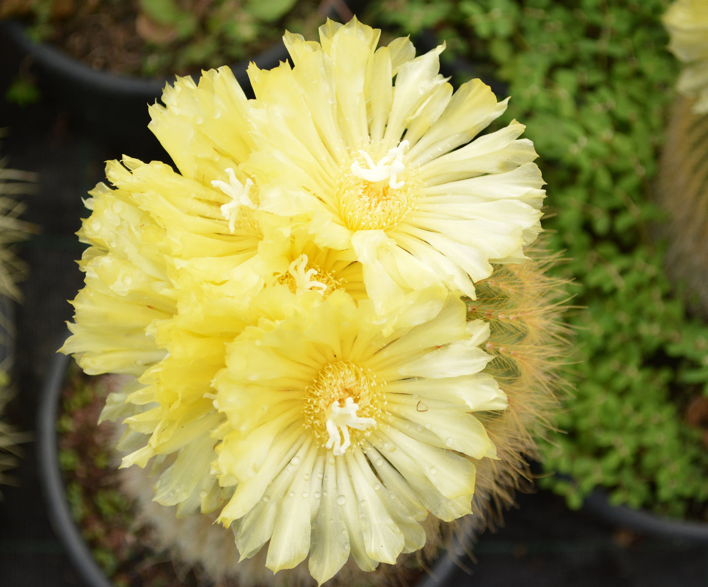 Notocactus leninghausii - notocactus del Brasile (Vaso 18 cm)