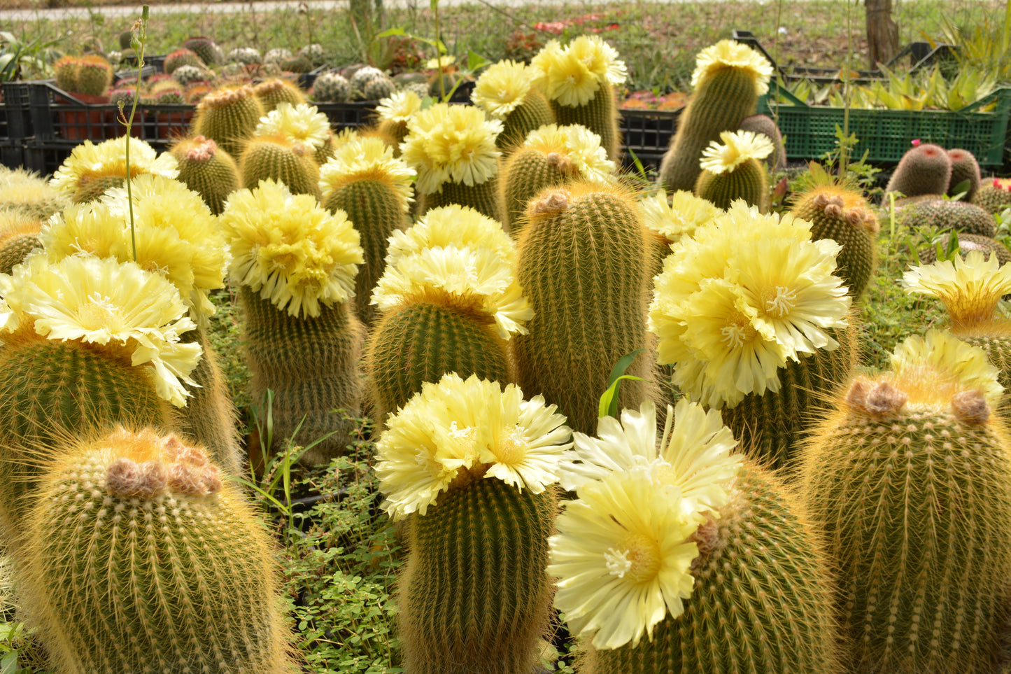 Notocactus leninghausii - notocactus del Brasile (Vaso 18 cm)
