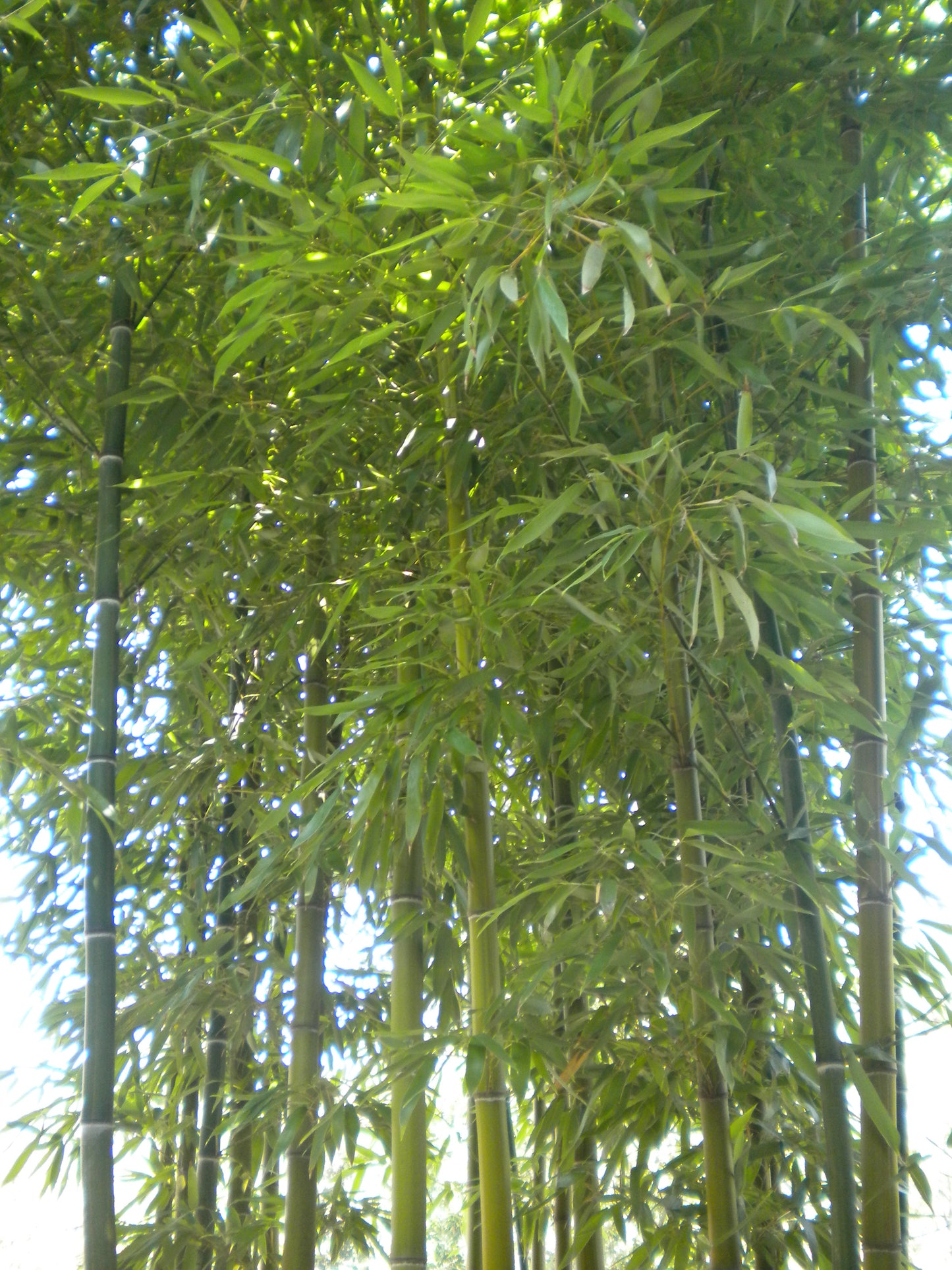 Phyllostachys viridis var. mitis - bamboo gigante (Vaso 24 cm)