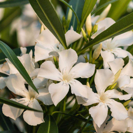 Nerium oleander "bianco" - oleandro (Alveolo forestale)