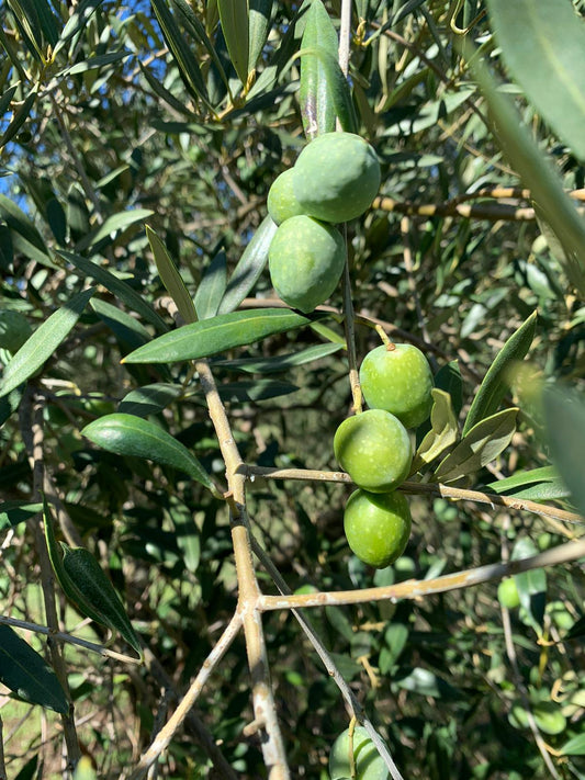 Olea europaea cv "Itrana" - oliva di Gaeta (Fitocella)
