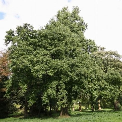 Alnus Cordata - Ontano Napoletano (Alveolo Forestale) – Vivai Mola della  Badia