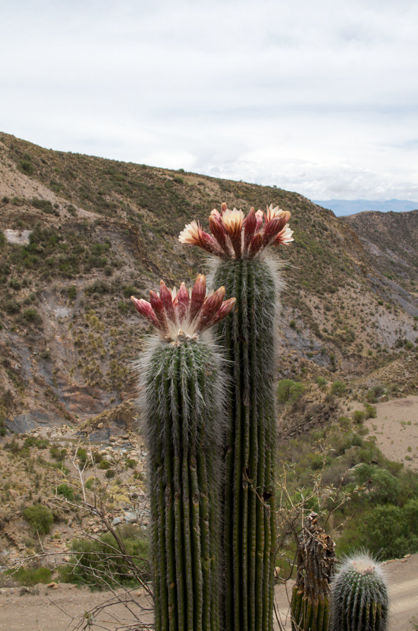 Trichocereus bertramianus (sin. Echinopsis) - cactus di montagna MDB4 Cerro Bomanche di Bolivia (30 semi)