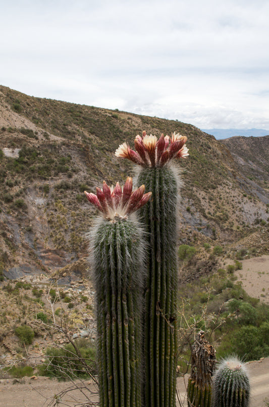 Trichocereus bertramianus (sin. Echinopsis) - cactus di montagna MDB4 Cerro Bomanche di Bolivia (30 semi)