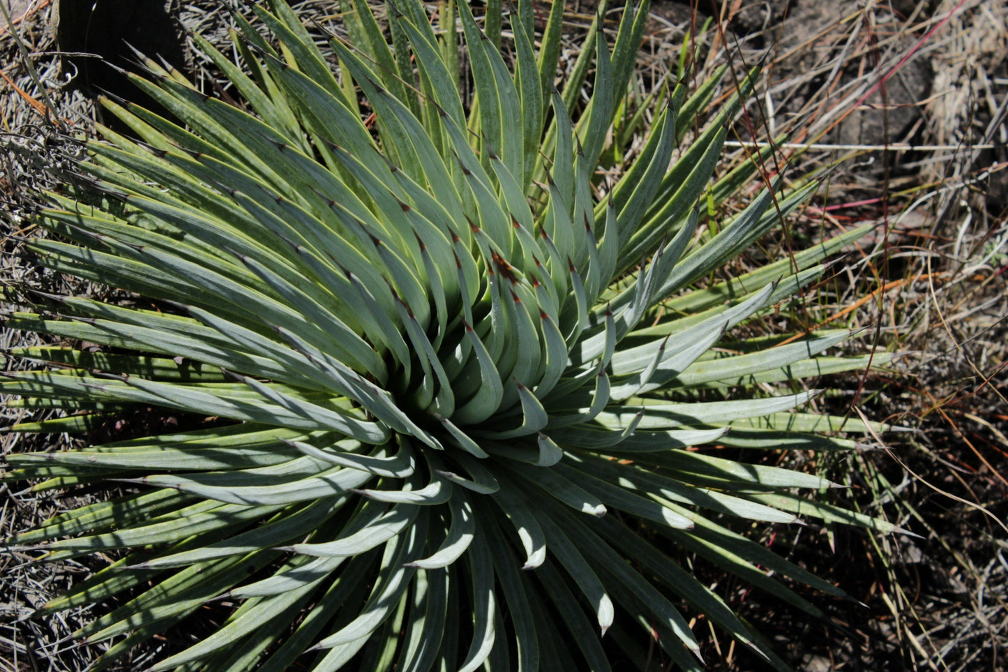 Agave rzedowskiana - Agave di Dr. Rzedowski (Vaso 15 cm)