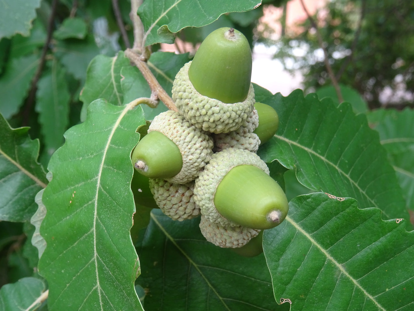 Quercus canariensis - quercia dell'Algeria (Alveolo forestale)