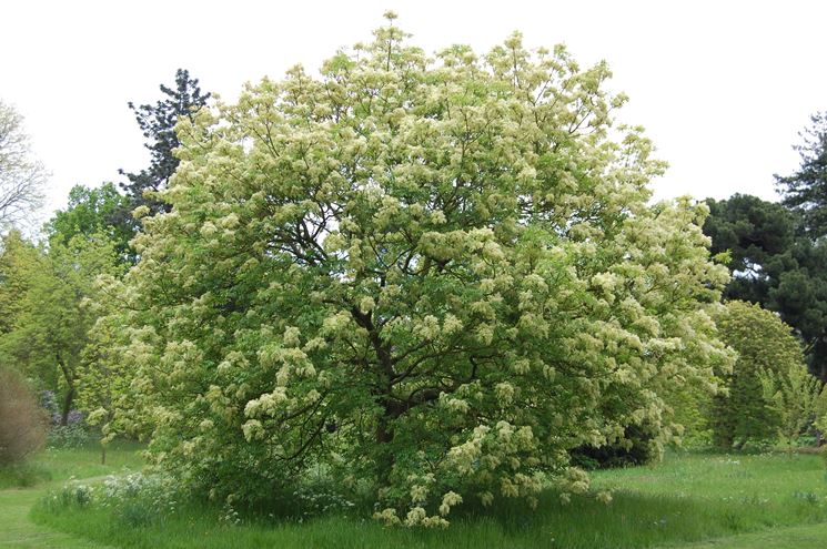 Fraxinus ornus - orniello (Alveolo forestale)