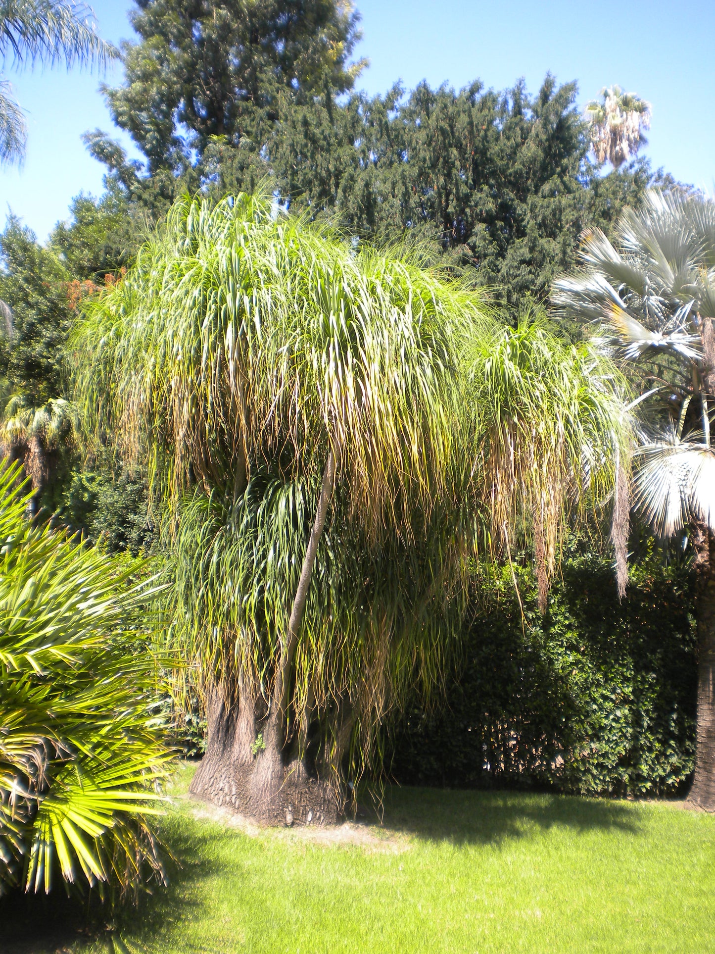 Beaucarnea (sin. Nolina) recurvata - pianta mangiafumo (Vaso quadro 7x7x10 cm)