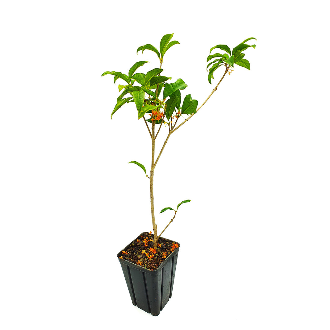 Osmanthus (syn. Olea) fragrans - odorous osmanthus (Square vase 9x9x20 cm)