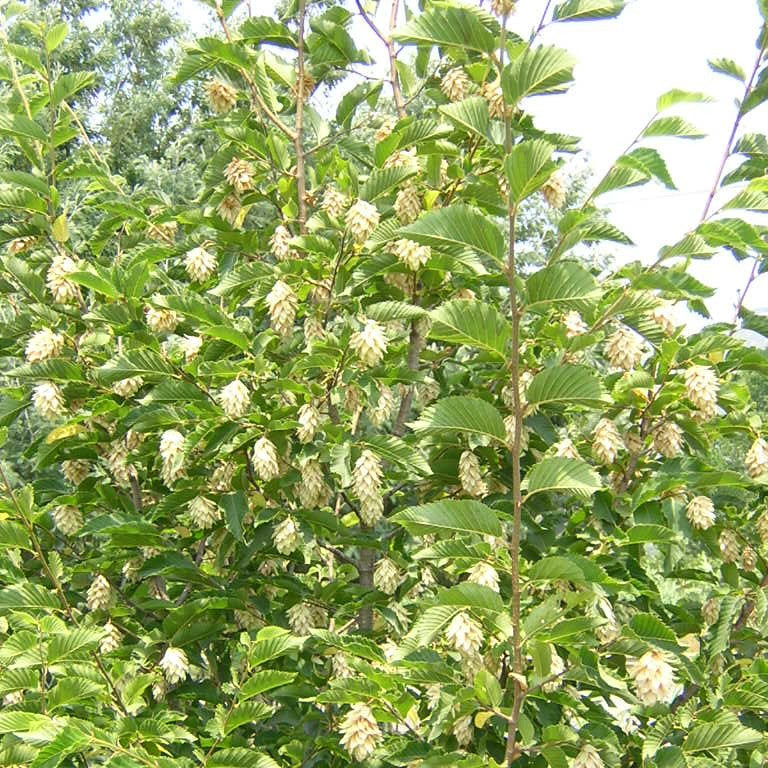 Ostrya carpinifolia - carpino nero (Alveolo forestale)