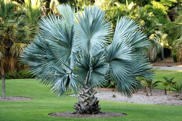 Sabal minor - sabal (Forestry alveolus)