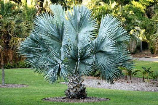 Sabal minor - sabal (Alveolo forestale)