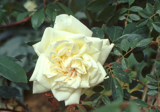 Rosa cv "Park yellow" - rosa crema rampicante (Alveolo forestale)