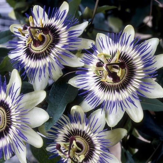 Passiflora edulis - passion fruit - Seeds 0.2gr