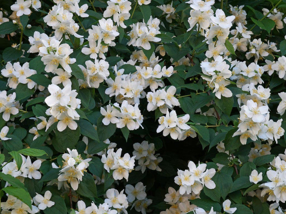 Philadelphus coronarius - fior d'angelo (Vaso quadro 9x9x20 cm)
