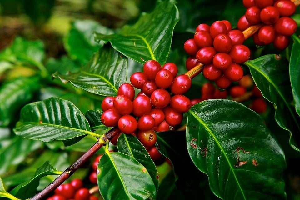 Coffea robusta (sin. canephora) - pianta del caffè (Vaso quadro 9x9x20 cm)